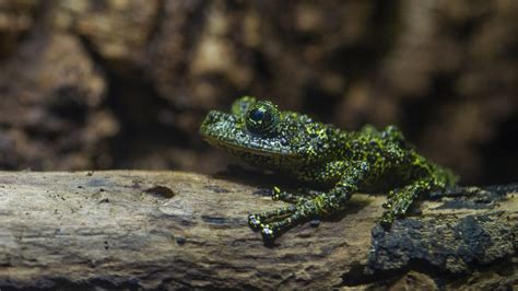 Mossy Frog · Tennessee Aquarium