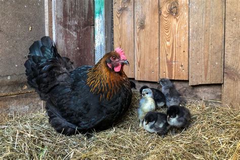 24+ Best Broody Chicken Breeds for Hatching Eggs — Practical Self Reliance