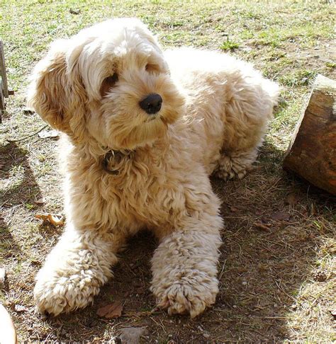 Pedigree, Cross-Breed and Non-Pedigree | Cockapoo dog, Cockapoo ...