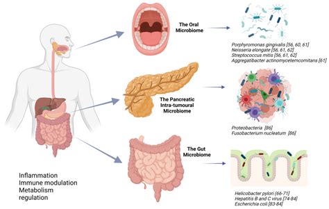Cancers | Free Full-Text | The Microbiome as a Potential Target for Therapeutic Manipulation in ...