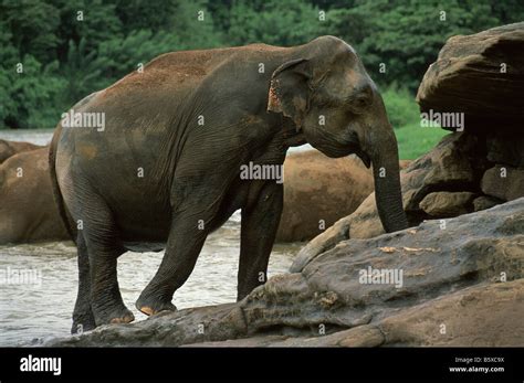 Elephant orphanage Sri Lanka Asia Stock Photo - Alamy