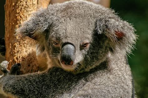 Tierwelt Australiens