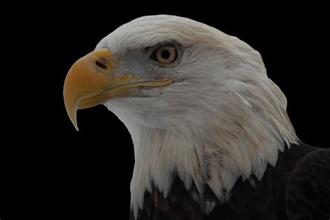 Bald Eagle Face on Black | Wildlife| Free Nature Pictures by ...