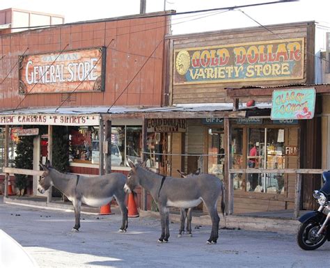 The Wild Burros of Oatman, Arizona | Amusing Planet