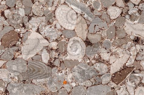 Bioclastic Limestone. Fossil. Thin section. 18X - Bioclastic limestone - Triassic - Mesozoic ...