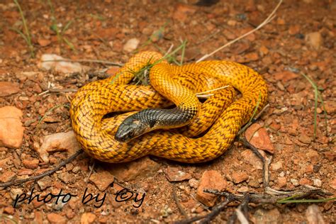 Western Brown Snake (pseudonaja mengdeni) | peter soltys | Flickr