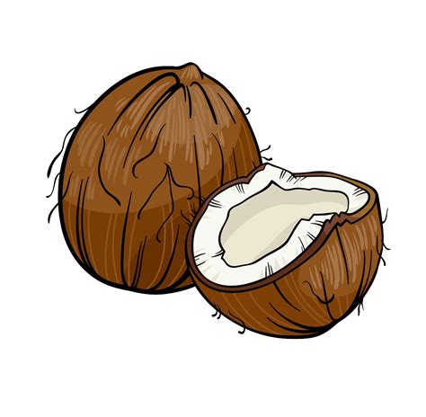 Best Coconut Clipart | Illustration art, Pictures to draw, Drawings