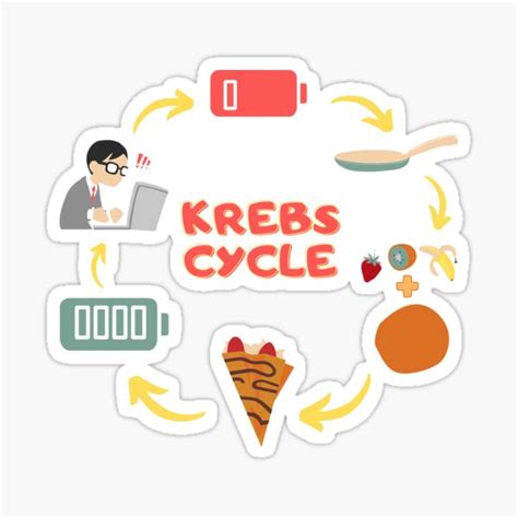 Krebs Cycle Stickers | Redbubble