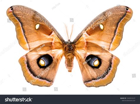 328 Antheraea Polyphemus Images, Stock Photos & Vectors | Shutterstock