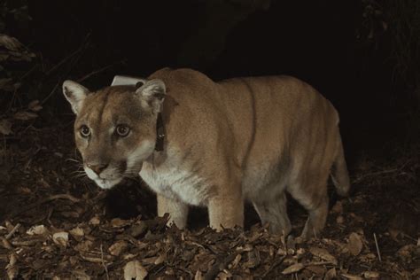 LA's Beloved Mountain Lion, P-22, Has Been Euthanized