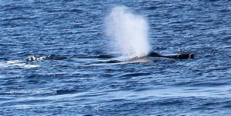 Whale Watching In Lahaina, Maui - The Red Painted Cottage