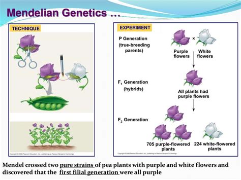 Genetics and its history with gregor mendel law