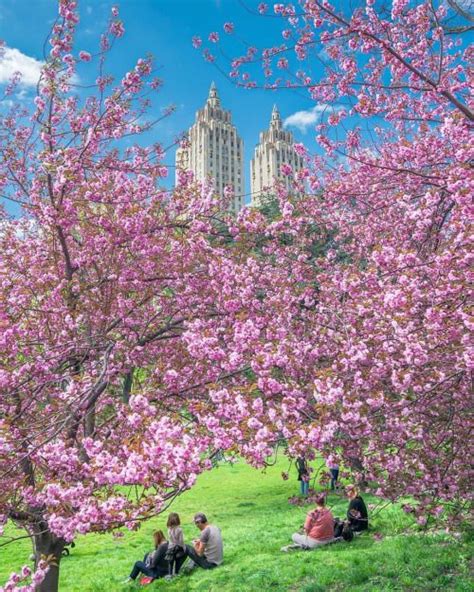 Cherry blossoms in Central Park by @Nylovesny (New York City Feelings)