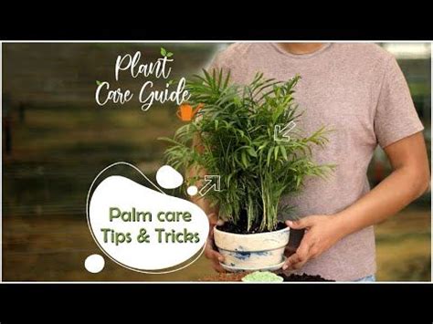 Palm Plant Care Tips & How to Grow Healthy Bushy Palms || Plant Care Guide - YouTube | Palm ...