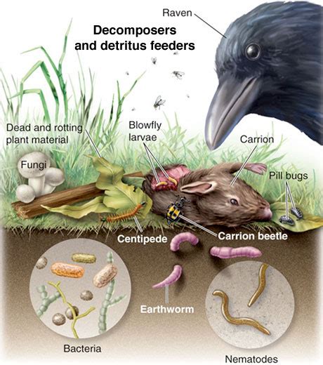 Decomposers - Food Chain Cycles