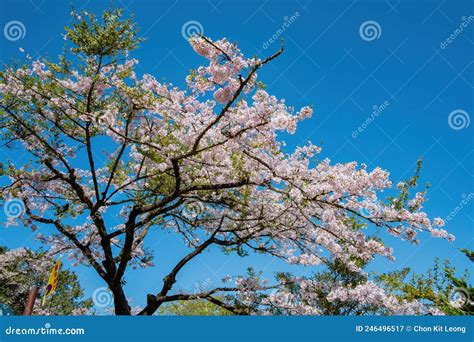 Cherry Blossom in Alishan National Forest Recreation Area Stock Image - Image of sakura, forest ...