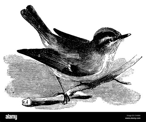 Firecrest art Black and White Stock Photos & Images - Alamy