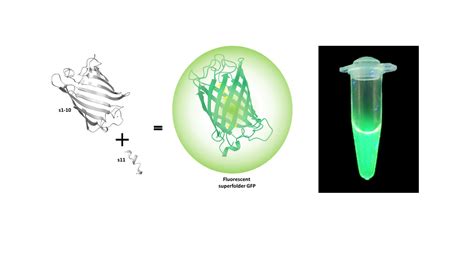 Sandia Bio Fluorescent Proteins Sandia Bio