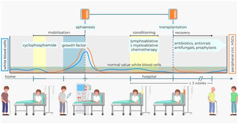 Hematopoietic stem cell transplantation for MS - Stichting MS in beeld