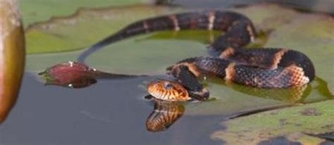 Banded Water Snake - Snake Facts