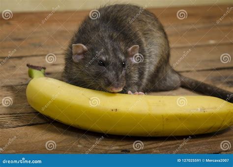 Rat is eating a banana. stock image. Image of eating - 127025591