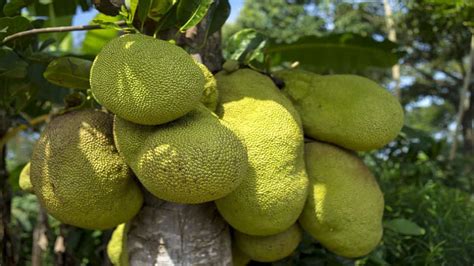 Kerala all-set to get an official fruit | Kerala News | Zee News