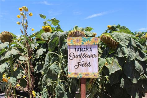 Sunflower Field at Sanrio Themed Tanaka Farms, Irvine - Life By Vivien