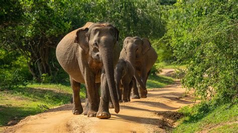 List of elephant Sanctuaries in India