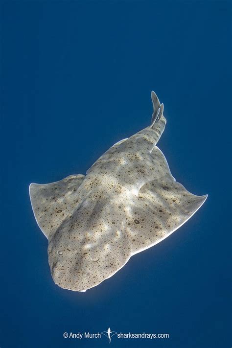 Pacific Angelshark 042 | Sharks and Rays