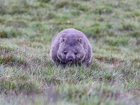 Cradle Mountain Wildlife - Wombats | News at Cradle Mountain Hotel