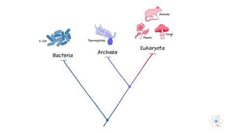 Archaea: Structure, Characteristics & Domain | Sciencing