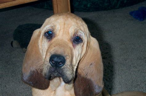 Our bloodhound puppy's ears are perpetually wet because they hang down ...