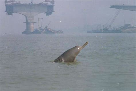 Gangetic River Dolphins Population Grows | Conservation India