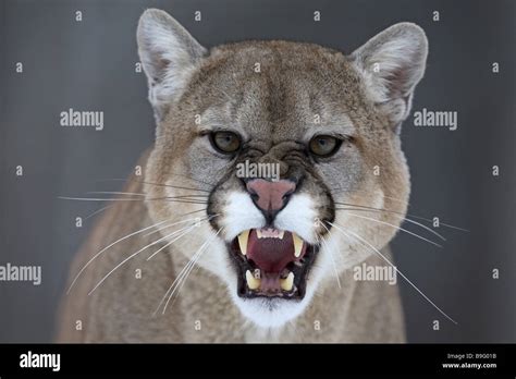 Puma Profelis concolor close-up Attacks dangerous mountain-lion gaze camera Close-up cuspids ...