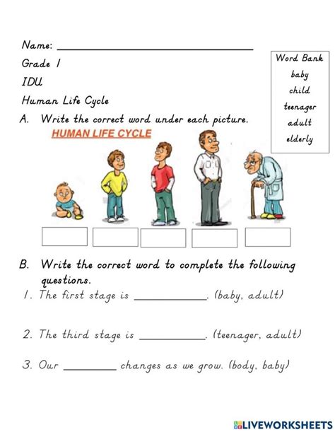 Human Life Cycle online worksheet | Human life cycle, Life cycles ...