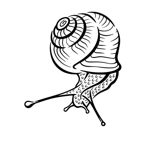 Vector simple black and white illustration of a snail 9537134 Vector Art at Vecteezy