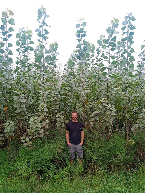 Hybrid Poplar - Trees For Graziers