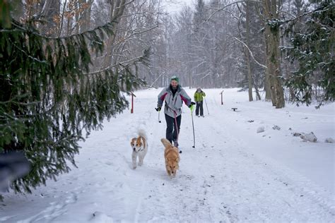 Bialowieza forest in winter. What to do in winter in Bialowieza - Plan Poland