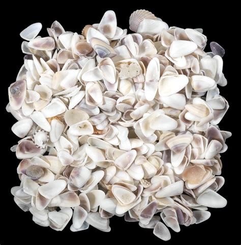 Coquina shells of the tropics