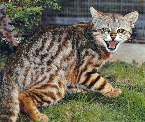 Pampas cat Not much is known about wild Pampas Cats, but they were ...