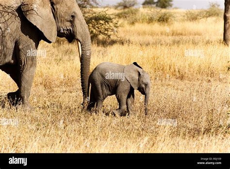 Elephant African female mother with young baby pushing encouraging with ...