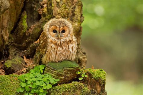 48 hiboux et chouettes qui font assurément partie des animaux les plus majestueux du règne ...