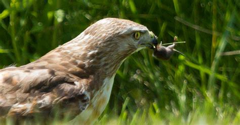 Wisconsin mice an important food source for hawks, other animals