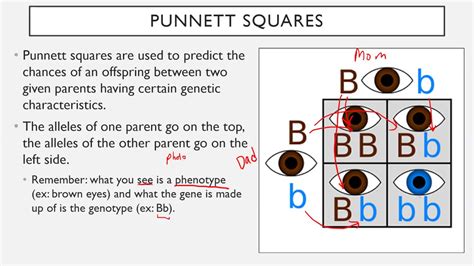 Punnett Squares How To