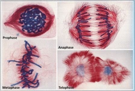 What is Mitosis? What are the different stages or steps of mitosis ...