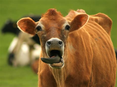 🔥 [70+] Funny Cow Wallpapers | WallpaperSafari