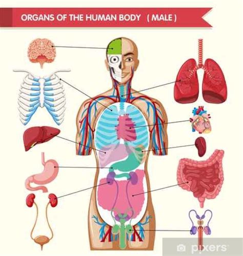 Sticker Chart showing organs of human body - PIXERS.CO.NZ