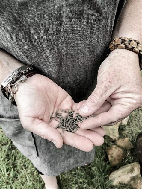 How To Plant Cosmos From Seeds - Rocky Hedge Farm