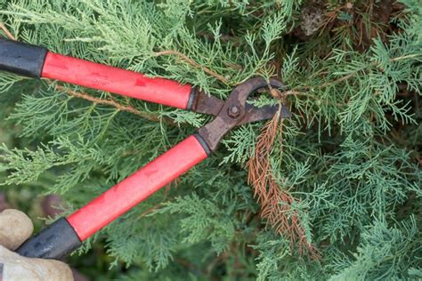 How to Trim Juniper Shrubs | Hunker