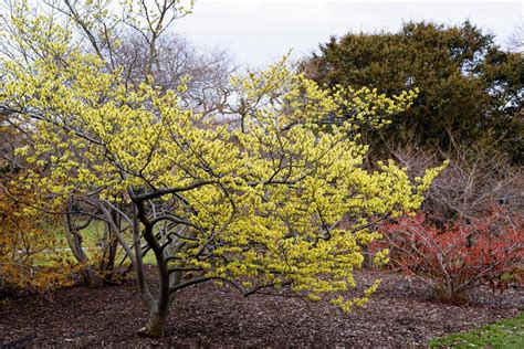 How to Grow Witch Hazel Shrubs | Witch hazel tree, Garden shrubs, Shrubs